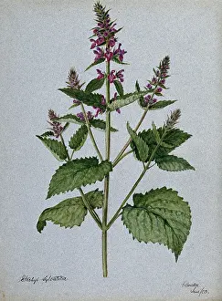 Perennial Prints: Betony (Stachys officinalis): flowering stem, 1903. Creator: Unknown