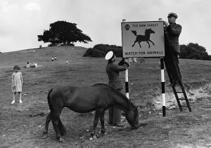 Road Sign Prints: Beware of animals a road sign in Lyndhurst, New Forest 1955. Creator: Unknown