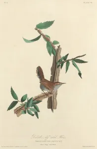 Bewicks Long-tailed Wren, 1827. Creator: Robert Havell