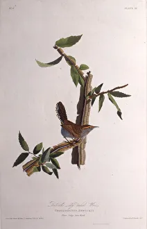 Audubon Gallery: The Bewicks wren. From The Birds of America, 1827-1838. Creator: Audubon