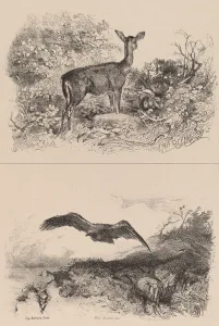 Bodmer Karl Prints: Biche, Aigle. Creator: Karl Bodmer