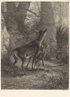 Biche et Faon. Creator: Karl Bodmer
