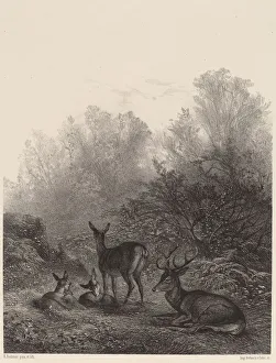 Bodmer Karl Prints: Biches au repos. Creator: Karl Bodmer