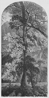 Big Tree, 1883