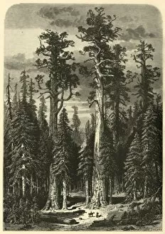 Bryant William Cullen Gallery: Big Trees - Mariposa Grove, 1872. Creator: John Filmer