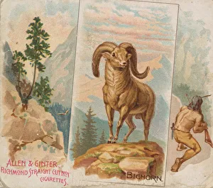Bighorn, from Quadrupeds series (N41) for Allen & Ginter Cigarettes, 1890