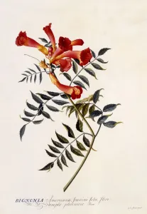 Bignonia Americana, c. 1743 (hand coloured engraving)