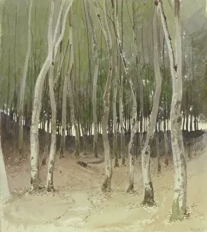 Birch forest, 1855. Creator: Carl Theodor Reiffenstein