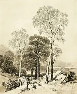 Jd Harding Collection: Birch and Oak, from The Park and the Forest, 1841. Creator: James Duffield Harding