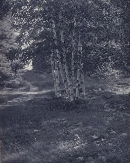 Platinum Prints 1900 Gmgpc Prints: Birch trees along a path, c1900. Creator: W Radford