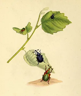 Donovan Prints: Birch Weevils: Curculio betulae, 1794, (1945). Creator: Edward Donovan