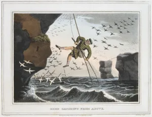 Lowering Prints: Bird Catching from Above, Shetland Islands, 1813