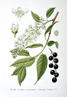 Stamen Gallery: Bird cherry, 1893