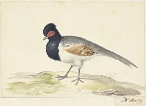 Pheasant Prints: Bird with grey tail feathers, black head with red spot