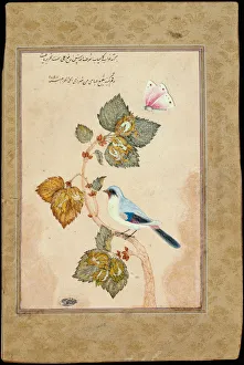 Elegant Prints: A Bird on a Hazel Branch. Artist: Shafi Abbasi, Muhammad (1628-c. 1674)