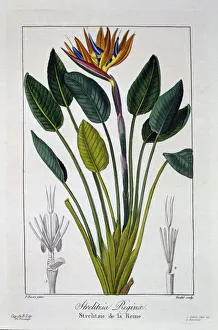 Plant Plants Prints: Bird of Paradise or Crane Flower, pub. 1836. Creator: Panacre Bessa (1772-1846)