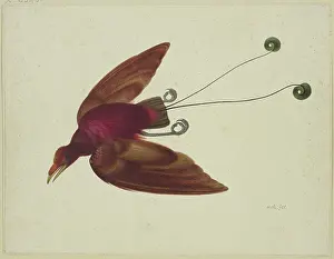 Tropical Prints: Bird of paradise in flight, 17th century. Creator: Herman Henstenburgh