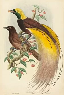 Berries Gallery: Bird of Paradise (Paradisea apoda), published 1875-1888