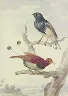 Exotic Prints: A bird of paradise and a raven, 18th century. Creator: Aert Schouman
