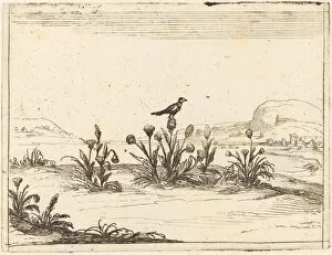 Perched Gallery: Bird Perched in a Thistle, 1628. Creator: Jacques Callot