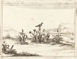 Bird Perched on a Thistle, 1628. Creator: Jacques Callot