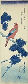 Sound Gallery: Bird on pine tree, 1857. Creator: Utagawa Hiroshige II