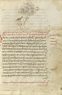 A Bird Sitting in a Tree; Miscellany: Physiologus: other texts, 1510-1520. Creator: Unknown
