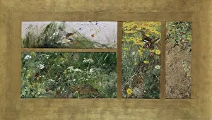 Songbird Prints: Four Bird Studies, Red-Backed Shrike