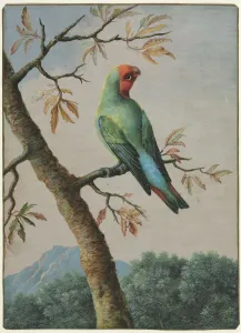 Watercolour With Gouache Prints: Bird Study. Creator: George Edwards (British, 1694-1773)