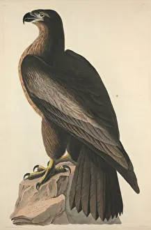 Sea Eagle Prints: The Bird of Washington or Great American Sea Eagle, 1827. Creator: Robert Havell