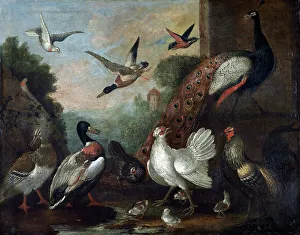 Confused Prints: The birds, 17th century. Creator: Melchior d'Hondecoeter