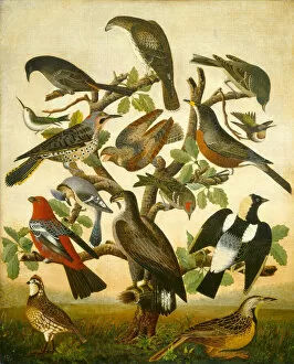 Birds Of Prey Gallery: Birds, c. 1840. Creator: Unknown