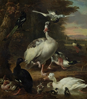 Goose Prints: Birds, c1660-1695. Creator: Melchior d'Hondecoeter