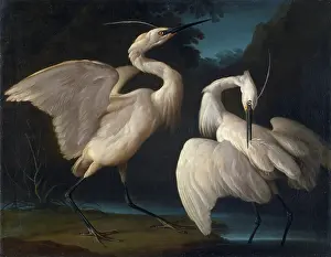 School Of Brescia Prints: Two Birds, c1730-1740. Creator: Duranti, Giorgio (1683-1768)