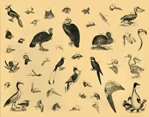 Diversity Gallery: Birds, c1910. Creator: Unknown