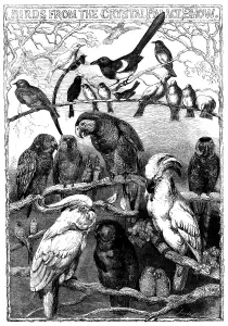 Birds from the Crystal Palace Show, 1858. Creator: Smyth