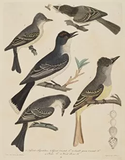 Crested Flycatcher Gallery: Five Birds with Their Eggs and an Insect, published 1808 / 1814. Creator: Alexander Lawson