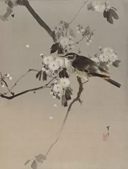 Album Leaf Gallery: Birds on a Flowering Branch, ca. 1887. Creator: Watanabe Seitei