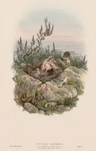 John Gould Prints: The Birds of Great Britain: Cuculus canorus. Creator: John Gould (British, 1804-1881)