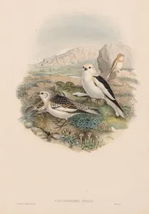 The Birds of Great Britain: Plestrophanes nivalis. Creator: John Gould (British, 1804-1881)
