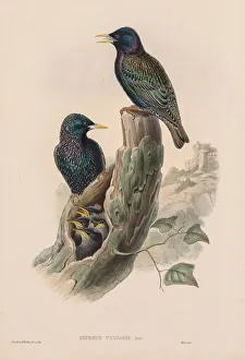 The Birds of Great Britain: Sturnur vulgaris. Creator: John Gould (British, 1804-1881)