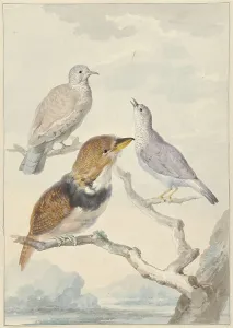 Pigeons Prints: Three birds, two incad pigeons and a collared puffbird, 1753. Creator: Aert Schouman