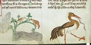 Repair Prints: Birds found in Ireland, c1220. Creator: Unknown