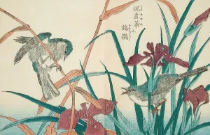 Birdsong Prints: Birds and Iris, 18th-19th century. Creator: Kitao Shigemasa