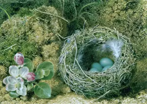 Blossom Prints: A Bird's Nest and Apple Blossom