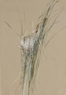 Bullrushes Prints: Birds Nest in Cattails, ca. 1875. Creator: Fidelia Bridges