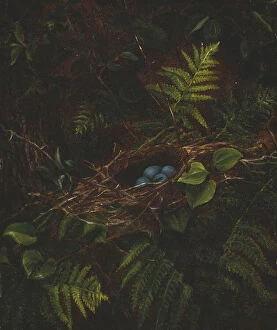 Oil On Panel Collection: Birds Nest and Ferns, 1863. Creator: Fidelia Bridges