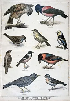 F Meaulle Prints: Birds that are protected, and helpful in agriculture, 1897. Artist: F Meaulle