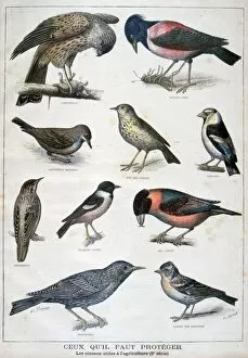 A Clement Gallery: Birds that are protected, and helpful in agriculture, 1897. Artist: F Meaulle