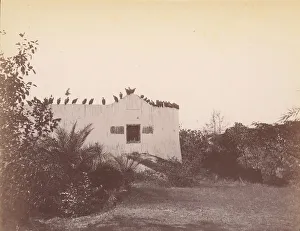 Birds on Roof of Small Building, 1860s-70s. Creator: Unknown Birds on Roof of Small Building, 1860s-70s. Creator: Unknown